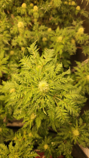 What the Freak archive 1