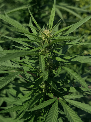 An image of Early Mountain Sour Kush