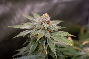 The Ancient Mother archive 2