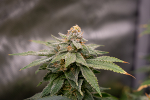 The Ancient Mother archive 1