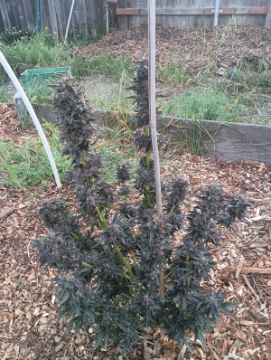 Double OG Chem: strain page photo, credit seedfinder.eu, copyright status shown with credit copyright unverified