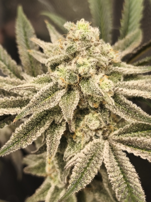An image of Frozen OG