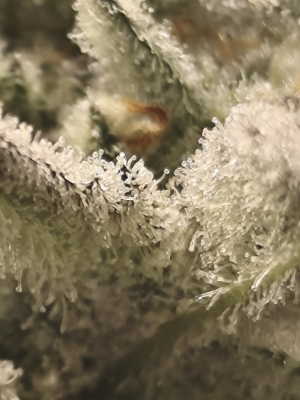 An image of Frozen OG