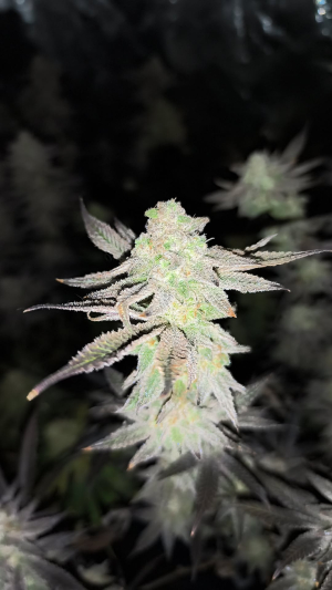 An image of Frozen OG