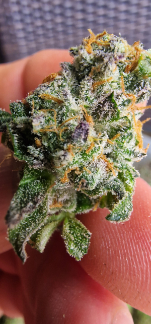 Inglourious Bastard archive 0