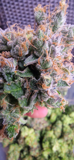 Inglourious Bastard archive 1