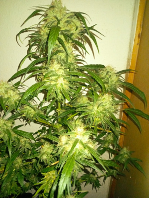 An image of The White Lemon Brain