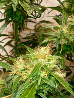 An image of The White Lemon Brain