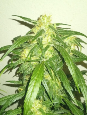 An image of The White Lemon Brain