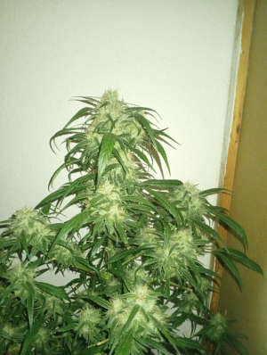 An image of The White Lemon Brain