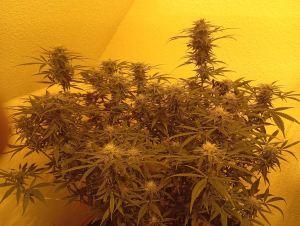 An image of The White Lemon M.A.F