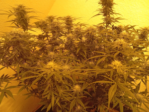 An image of The White Lemon M.A.F