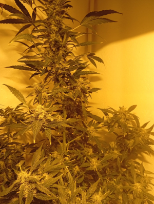 An image of The White Lemon M.A.F