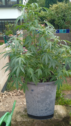 An image of The White Lemon M.A.F