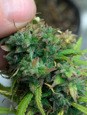 Australian Haze archive 1