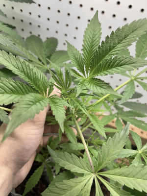 An image of Blueberry Mojito
