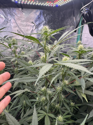 An image of Blueberry Mojito