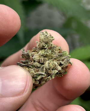 An image of Grape Limeade