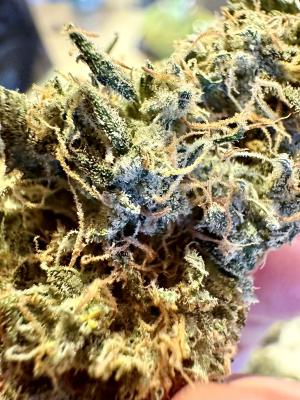 Lavender Lime archive 1