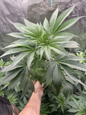 Lavender Lime archive 2