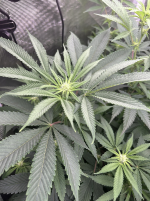 Lavender Lime archive 3