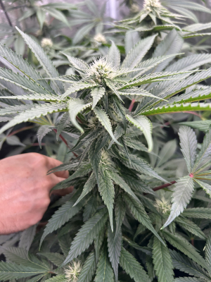 Lavender Lime archive 4