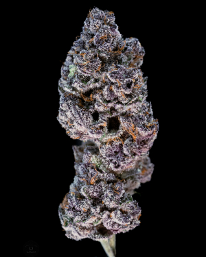 An image of Purple Yeti