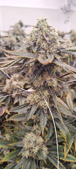 The Loudest's picture by 420meowmeowmeow