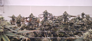 The Loudest's picture by 420meowmeowmeow