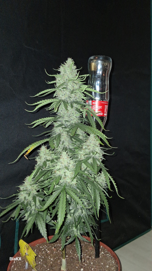 An image of Longbottom Haze Automatic