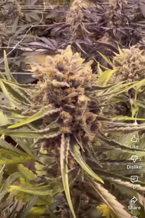 An image of Super Paradise F2