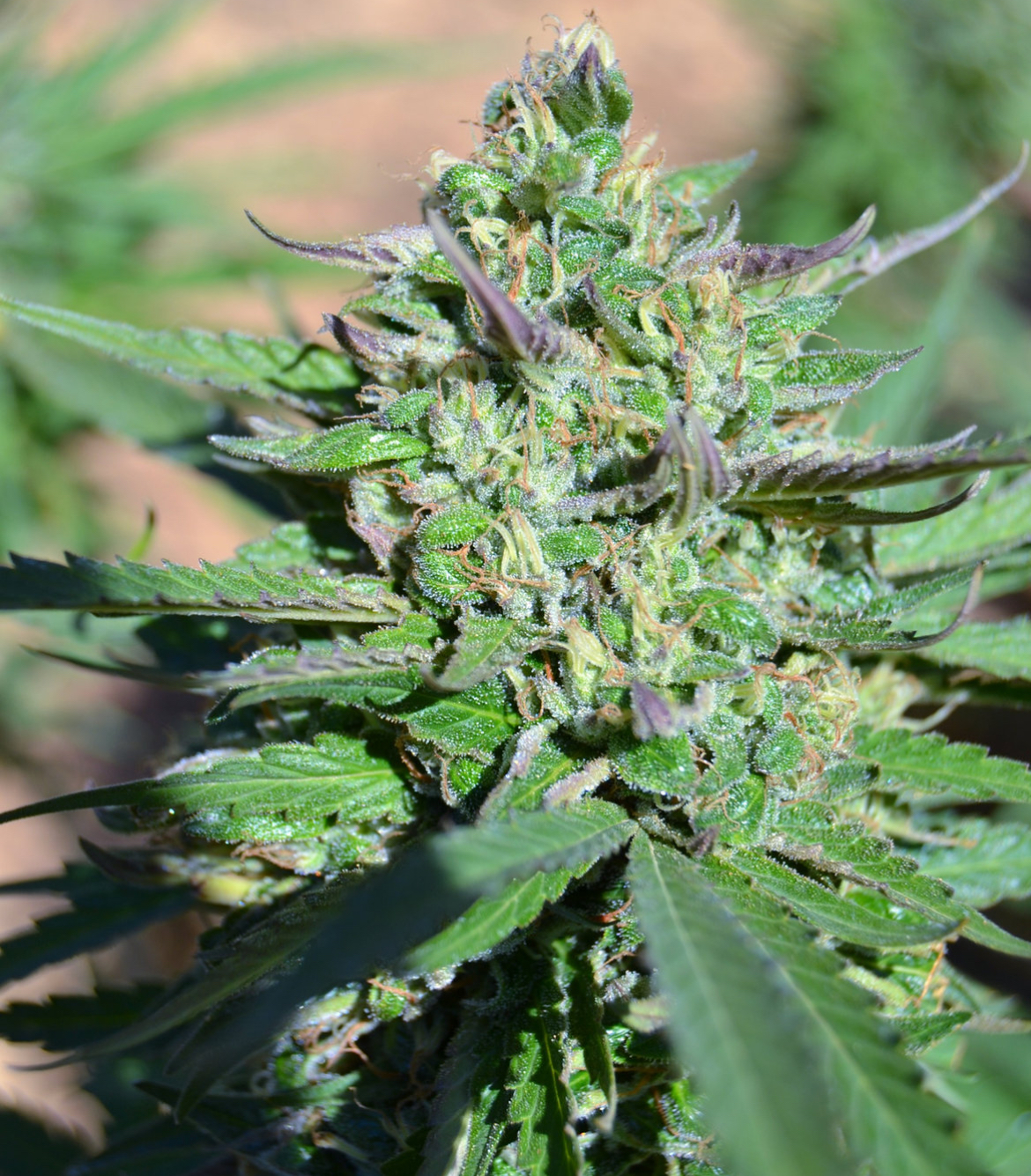 zz plant size ZZ Plant, 14