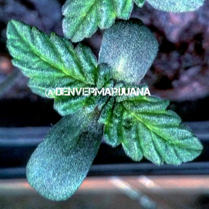 TriceratopsGardens's profile image