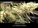 Green House Seed Co. Arjan's Haze#3 Grow w/Russian Subtitles thumbnail